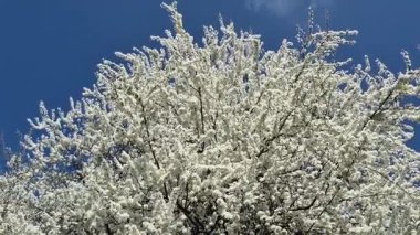 Kiraz ağacında çiçek açan kiraz çiçekleri. Bir dalda beyaz kiraz çiçeklerinin yakın çekimi 