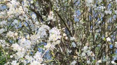 Kiraz ağacında çiçek açan kiraz çiçekleri. Bir dalda beyaz kiraz çiçeklerinin yakın çekimi 