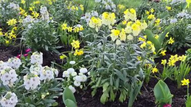 Parlak bahar çiçekleri olan çiçek tarhı