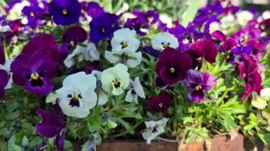 Parlak bahar çiçekleri olan çiçek tarhı