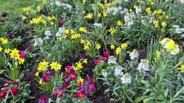 Parlak bahar çiçekleri olan çiçek tarhı