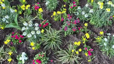 Parlak bahar çiçekleri olan çiçek tarhı