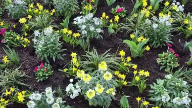 Parlak bahar çiçekleri olan çiçek tarhı