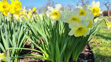 Bahçedeki bir çiçek tarhında yetişen sarı nergisler. Parkta nergisler büyüyor. Bahar çiçeği arkaplanı. 