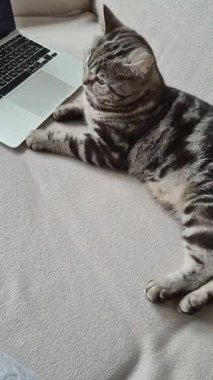 Rahat bir kedi, rahat bir koltukta dizüstü bilgisayarın yanında oturmuş, keyfine bakıyor.