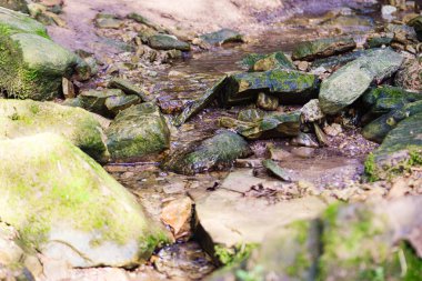Ormanın doğal arka planı, ağaçlar, bitkiler ve taşlar. Yüksek kalite fotoğraf
