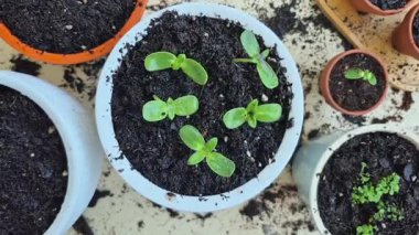 Kendini işine adamış bir bahçıvan zarif saksılarda sağlıklı büyümelerini teşvik etmek için genç bitkileri nazikçe sisliyor.