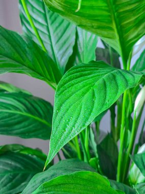 Taze yeşil bir yaprağın çarpıcı, yüksek çözünürlüklü makro fotoğrafı. Yüksek kalite fotoğraf