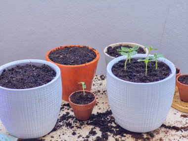 Yeşil Tohumlar Çamurda Genç Bitki Çocuk Yuvasında Doğal Büyüme Konsepti. 