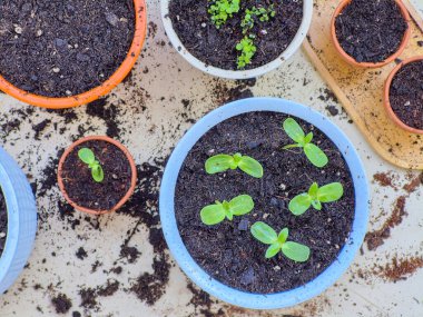 Yeşil Tohumlar Çamurda Genç Bitki Çocuk Yuvasında Doğal Büyüme Konsepti. 