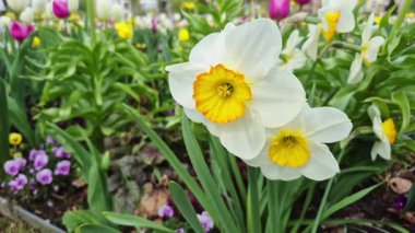 Güzel beyaz nergisler rüzgarda sallanıyor. Yakından, yavaş çekimde.
