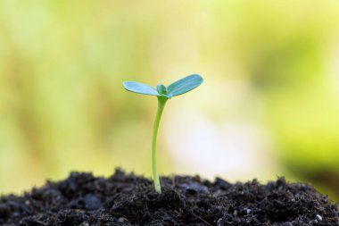 Uluslararası Dünya Günü. Küçük Seedling topraktan büyür, Çevre Koruma. Yüksek kalite fotoğraf