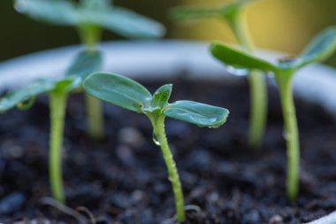 Balkondaki saksılarda yakın plan fidanlar. Yüksek kalite fotoğraf