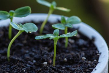 Balkondaki saksılarda yakın plan fidanlar. Yüksek kalite fotoğraf