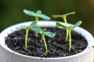 Beyaz tencerelerdeki genç bitkiler, nakil ve döllenme süreci. Bahçecilik. Yüksek kalite fotoğraf