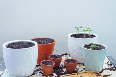 Balkondaki saksılarda yakın plan fidanlar. Yüksek kalite fotoğraf