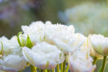 Beyaz püsküllü lalenin yakın plan görüntüsü bulanık yeşil arka planda. Yüksek kalite fotoğraf