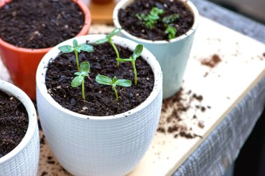 Beyaz tencerelerdeki genç bitkiler, nakil ve döllenme süreci. Bahçecilik. Yüksek kalite fotoğraf