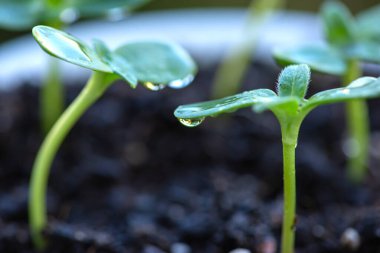 Balkondaki saksılarda yakın plan fidanlar. Yüksek kalite fotoğraf