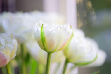 Beyaz püsküllü lalenin yakın plan görüntüsü bulanık yeşil arka planda. Yüksek kalite fotoğraf