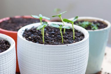 Beyaz tencerelerdeki genç bitkiler, nakil ve döllenme süreci. Bahçecilik. Yüksek kalite fotoğraf
