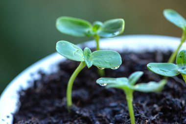 Balkondaki saksılarda ayçiçeği filizleri, çevre dostu ürünler. Yüksek kalite fotoğraf