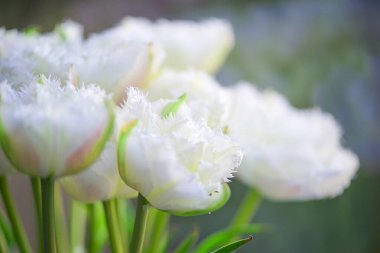Beyaz püsküllü lalenin yakın plan görüntüsü bulanık yeşil arka planda. Yüksek kalite fotoğraf