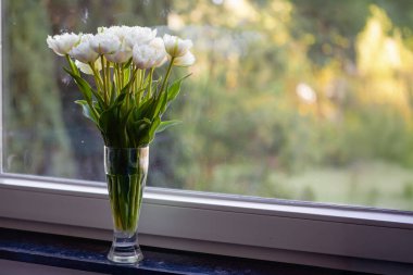 Rahat bir odadaki pencere eşiğindeki cam vazoda beyaz laleler. Yüksek kalite fotoğraf