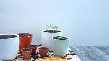 Balkondaki saksılarda yakın plan fidanlar. Yüksek kalite fotoğraf