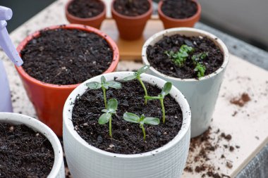 Küçük saksıda genç bir bitki. Yüksek kalite fotoğraf