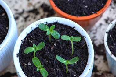 Beyaz tencerelerdeki genç bitkiler, nakil ve döllenme süreci. Bahçecilik. Yüksek kalite fotoğraf