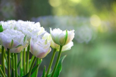 Beyaz püsküllü lalenin yakın plan görüntüsü bulanık yeşil arka planda. Yüksek kalite fotoğraf