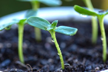 Arka planda parlak güneş ışınlarına karşı siyah topraktaki lahanalardan çıkan genç bitkiler. Yüksek kalite fotoğraf