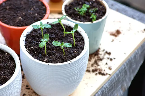 Beyaz tencerelerdeki genç bitkiler, nakil ve döllenme süreci. Bahçecilik. Yüksek kalite fotoğraf