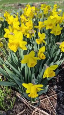 Bahçedeki bir çiçek tarhında yetişen sarı nergisler. Parkta nergisler büyüyor. Bahar çiçeği arkaplanı. - Evet. Yüksek kalite fotoğraf