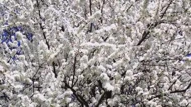 Taze beyaz kiraz çiçekleriyle kiraz dalları mavi gökyüzü arka planında çiçek açıyor. Yüksek kalite fotoğraf