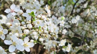Kiraz ağacında çiçek açan kiraz çiçekleri. Yumuşak dallı bir dalda beyaz kiraz çiçeklerinin yakın çekimi. Yüksek kaliteli FullHD görüntüler