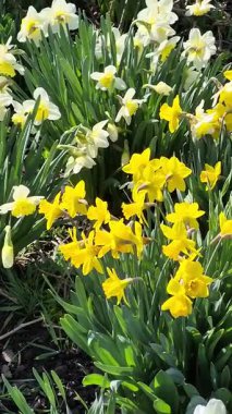 Bahçedeki bir çiçek tarhında yetişen sarı nergisler. Parkta nergisler büyüyor. Bahar çiçeği arkaplanı. - Evet. Yüksek kalite fotoğraf