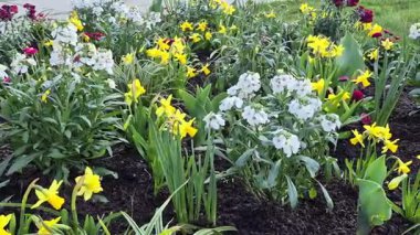 Parlak bahar çiçekleri olan çiçek tarhı. Yüksek kalite fotoğraf