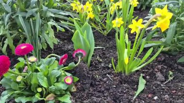 Parlak bahar çiçekleri olan çiçek tarhı. Yüksek kalite fotoğraf