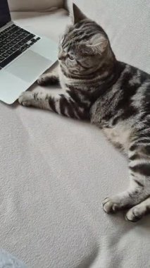 Yumuşak bir kanepede dizüstü bilgisayarın yanında rahatça uzanan tüylü çizgili bir kedinin olduğu samimi ve davetkar bir sahne.