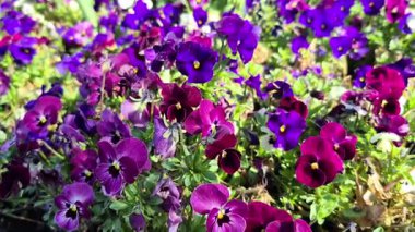 Baharda renkli çiçek açan nonoş çiçekleri. Yüksek kalite fotoğraf