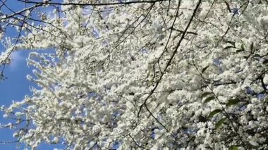 Taze beyaz kiraz çiçekleriyle kiraz dalları mavi gökyüzü arka planında çiçek açıyor. Yüksek kalite fotoğraf
