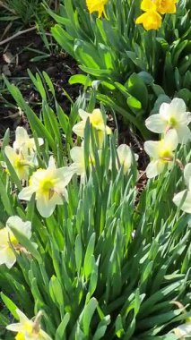 Bahçedeki bir çiçek tarhında yetişen sarı nergisler. Parkta nergisler büyüyor. Bahar çiçeği arkaplanı. - Evet. Yüksek kalite fotoğraf