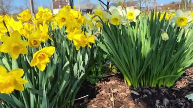 Bahçedeki bir çiçek tarhında yetişen sarı nergisler. Parkta nergisler büyüyor. Bahar çiçeği arkaplanı. - Evet. Yüksek kalite fotoğraf