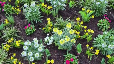 Parlak bahar çiçekleri olan çiçek tarhı. Yüksek kalite fotoğraf