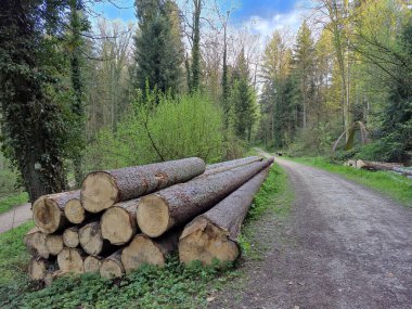 Orman çamı ve çam ağaçları. Ağaç gövdeleri yığılıyor, kereste sanayisi. Geniş pankart ya da panorama ahşap şortlar. Yüksek kalite fotoğraf