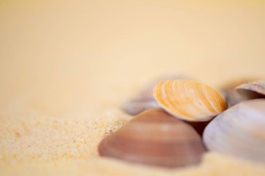 Sahil temalı projeler için ideal ince, yumuşak kum üzerinde sanatsal olarak düzenlenmiş çeşitli deniz kabukları içeren huzurlu bir manzara.