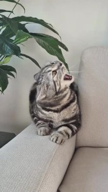 Şirin İngiliz tekir kedisi parlak odada çiçekleri kemiriyor.