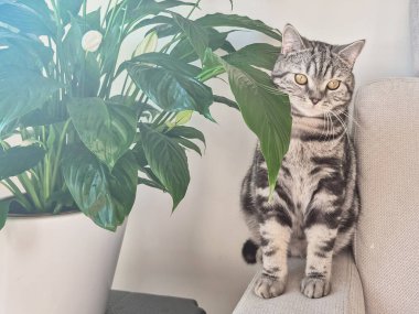 Şirin bir İngiliz cins kedisi, sıcacık bir evde, ev bitkisinin yanında bir portre. Yüksek kalite fotoğraf